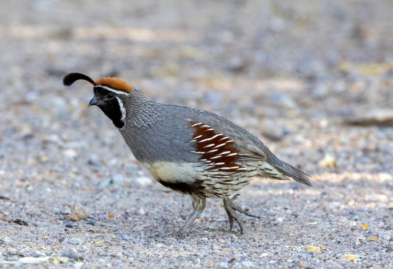 Gambels Quail