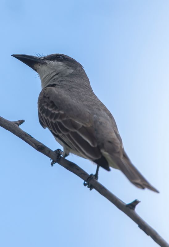 Gray Kingbird