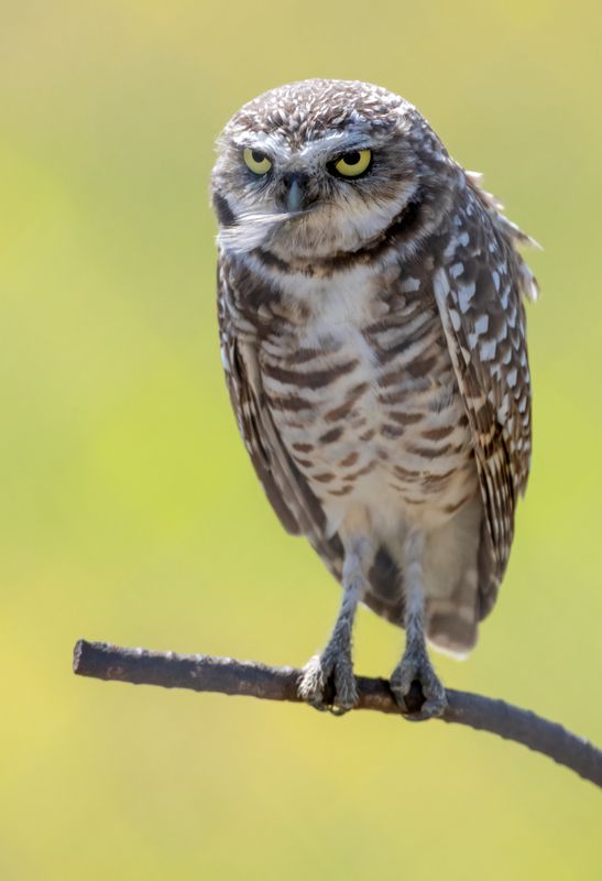 Burrowing Owl