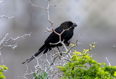 Smooth-billed Ani