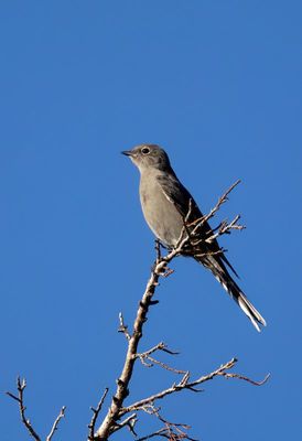 Townsend's Solitaire