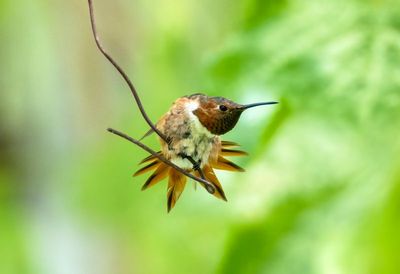 Allen's Hummingbird