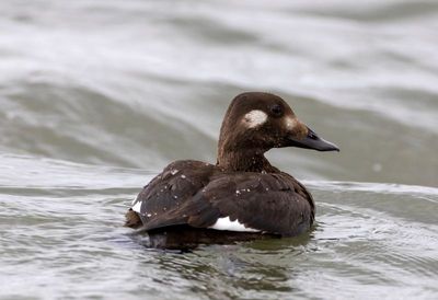 White-winged Scoter