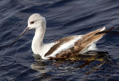 American Avocet