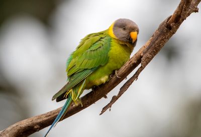 Blossom Headed Parakeet