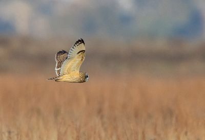 Short Eared Owl