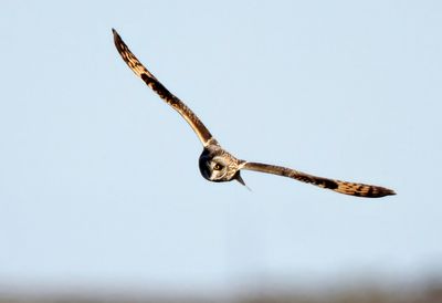 Short Eared Owl