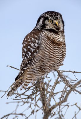 Northern Hawk Owl