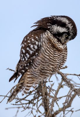 Northern Hawk Owl