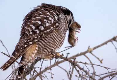 Northern Hawk Owl