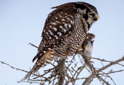 Northern Hawk Owl