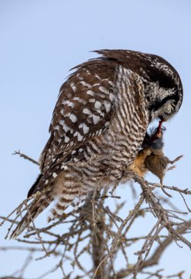 Northern Hawk Owl