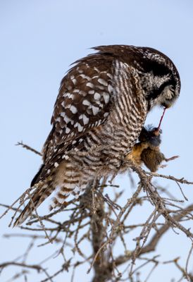 Northern Hawk Owl