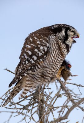Northern Hawk Owl
