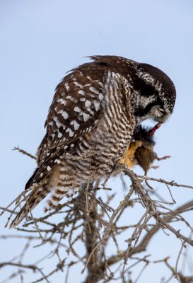 Northern Hawk Owl