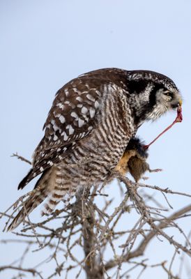 Northern Hawk Owl