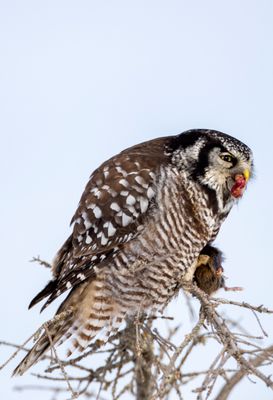 Northern Hawk Owl