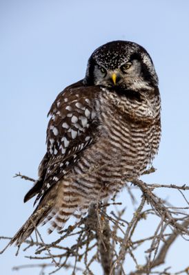 Northern Hawk Owl