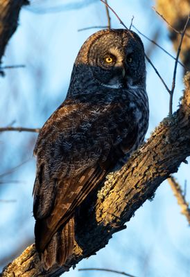 Great Gray Owl