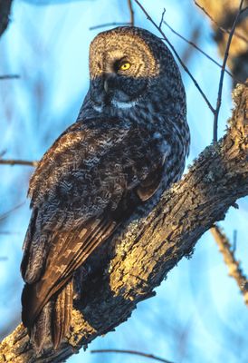 Great Gray Owl