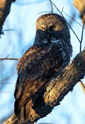 Great Gray Owl