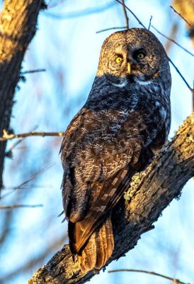 Great Gray Owl