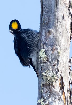 American Black Backed Woodpecker (male)