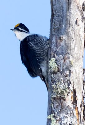 American Black Backed Woodpecker (male)
