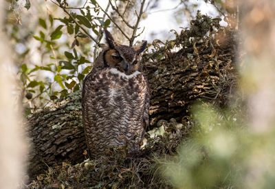 Great Horned Owl
