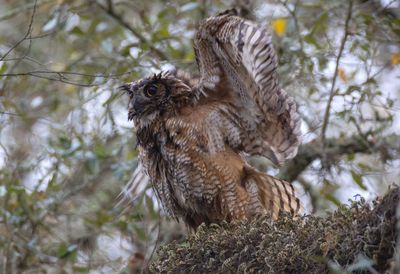 Great Horned Owl