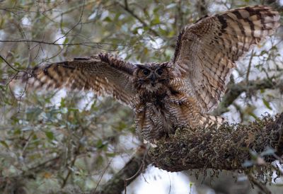 Great Horned Owl