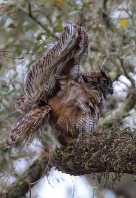 Great Horned Owl