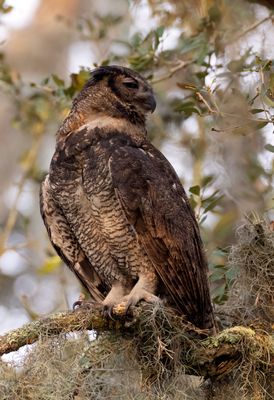 Great Horned Owl female