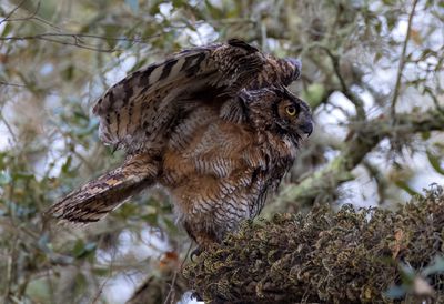Great Horned Owl