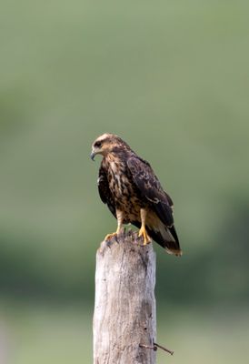 Snail Kite