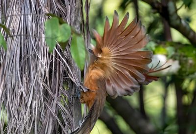 Great Lizard Cuckoo