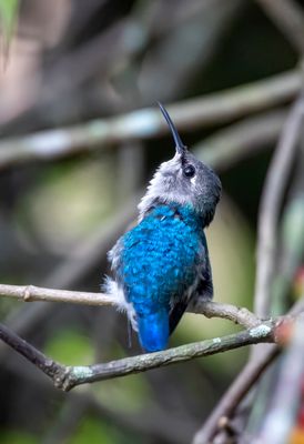 Bee Hummingbird