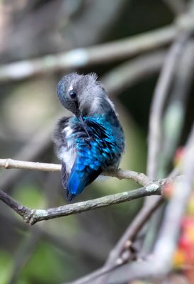 Bee Hummingbird