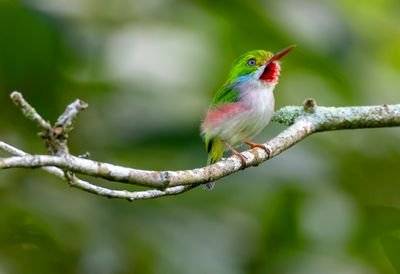 Cuban Tody