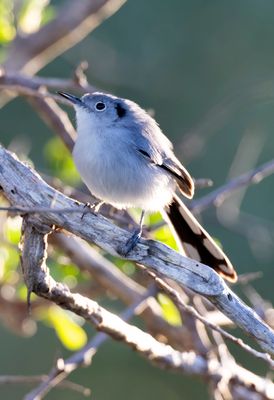 Cuban Gnatcatcher