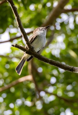 La Sagras Flycatcher