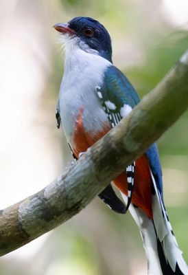 Cuban Trogon