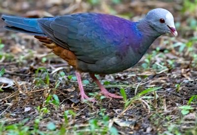 Gray Fronted Quail Dove