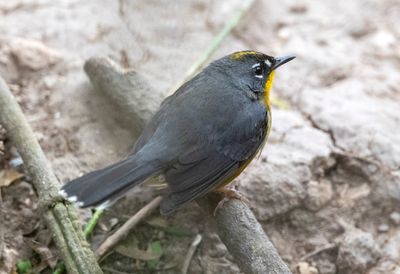 Fan-tailed Warbler