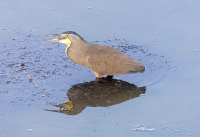 Bare-throated Tiger Heron