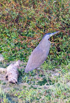 Bare-throated Tiger Heron