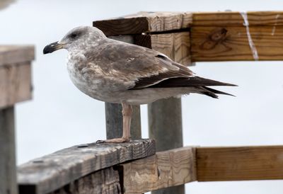 Yellow-footed Gull