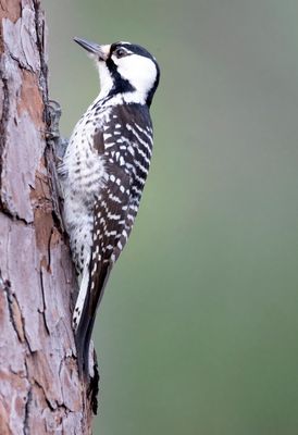 Red Cockaded Woodpecker