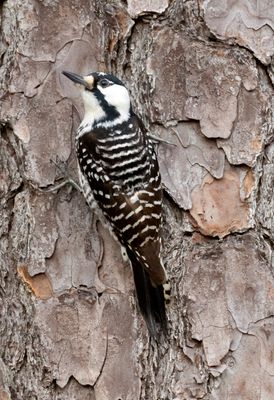 Red Cockaded Woodpecker
