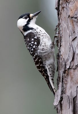 Red Cockaded Woodpecker